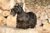 SCOTTISH TERRIER 130